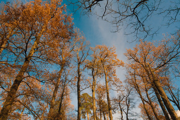 Beautiful autumn trees with golden leaves against sky. High trees with golden leaves against sky.
