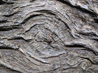 Textured tree bark