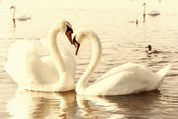 White swans.