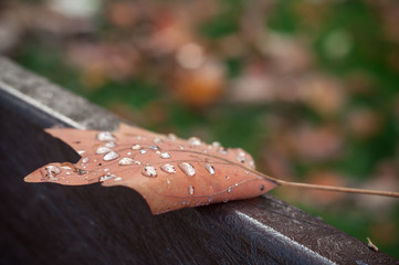 gouttes de pluie sur feuille d'érable sur un banc public