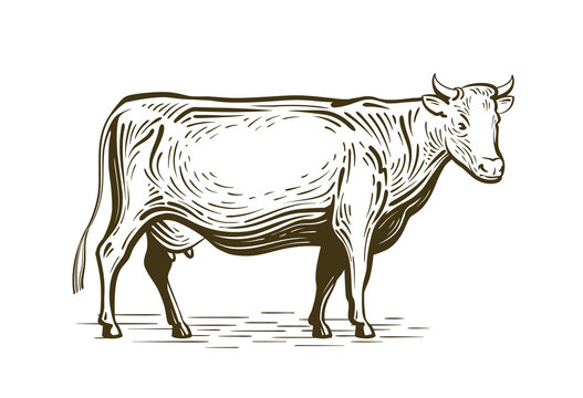Farm animal, cow standing, sketch. Dairy farm, vintage vector illustration