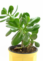 Pfennigbaum, Geldbaum, Crassula ovata