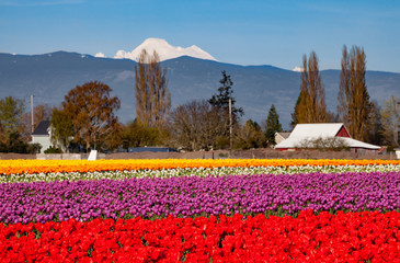 A field of colorful tulips in spring