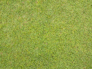 Fototapeta premium green grass texture background