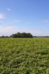 potato crop and woodland copse