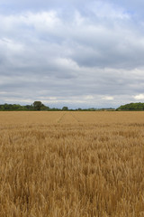 golden barley and woodland