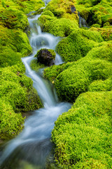 Small mountain stream surrounded by moss