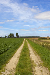 Fototapeta premium farm track and sugar beet