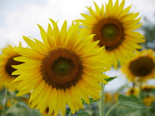 They are Big Sunflower