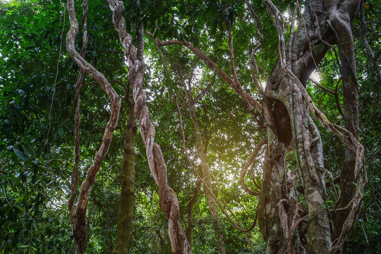 Fototapeta Twisted wild liana messy jungle vines plant with lichen on lush foliage tropical rainforest, jungle background.