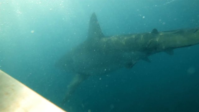 Off the shores of South Africa a great white shark chases some fish heads tied to a rope. The shark has it's mouth wide open and swims passes the camera