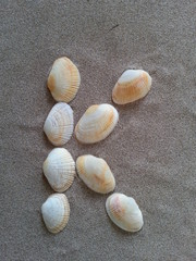 alphabet buchstabe K aus muscheln im strandsand