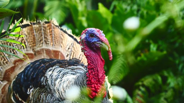 Front view of a live turkey wanders on the green grass against plants