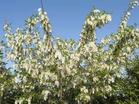 White acacia on sky