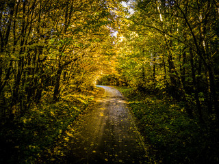Mount Rainier forrest in the fall