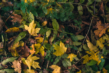 Autumn background. Dry leaves on the ground with a blurred background.