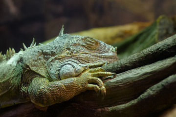 sieste