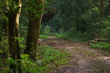 Naklejka na ściany i meble Beautiful view of a clay path inside of the forest in Chitwan National Park, mainly covered by jungle