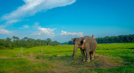 Fototapeta na wymiar Beautiful sad elephant chained in a wooden pillar at outdoors, in Chitwan National Park, Nepal, sad paquiderm in a nature background, in a gorgeous blue sky, animal cruelty concept