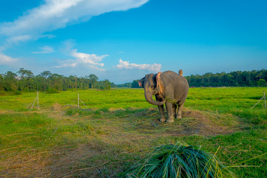 Beautiful sad elephant chained in a wooden pillar at outdoors, in Chitwan National Park, Nepal, sad paquiderm in a nature background, in a gorgeous blue sky, animal cruelty concept