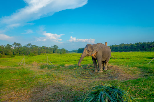 Beautiful sad elephant chained in a wooden pillar at outdoors, in Chitwan National Park, Nepal, sad paquiderm in a nature background, in a gorgeous blue sky, animal cruelty concept