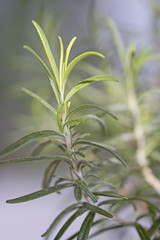 Fototapeta premium A delicate twig of rosemary.