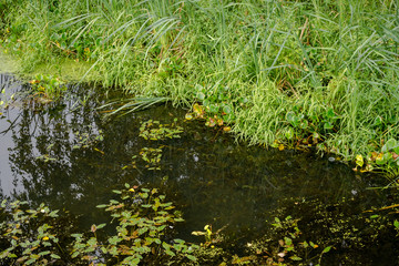 Forest lake covered with duckweed