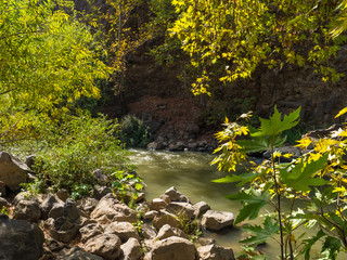 A picturesque corner of wild nature with a mountain river and plane trees on the shore.