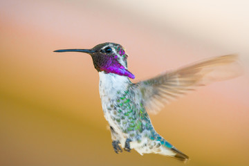 Costas hummingbird in hover showing bright plumage