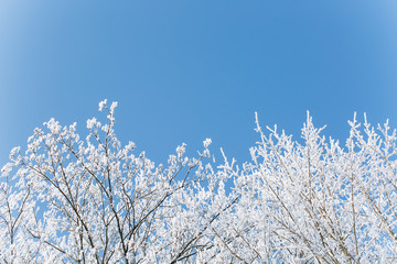 A frozen wood in winter on a blue sky background.