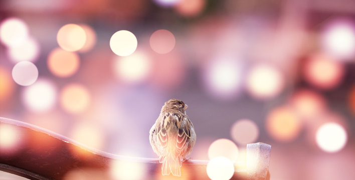 Sparrow In The City Lights, Autumn Background 