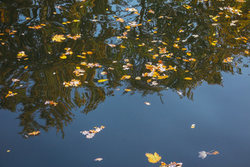 leafs in darken river at autumn