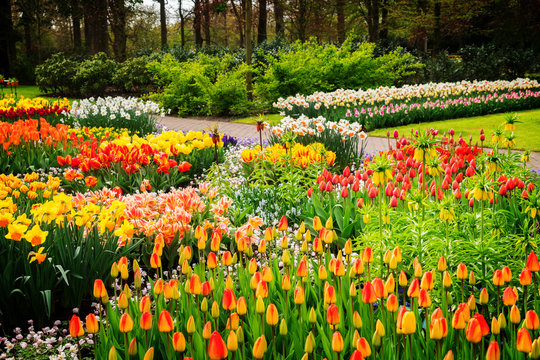 Colourful Growing tulips and daffodils Flowerbeds in an Spring Formal Garden, retro toned