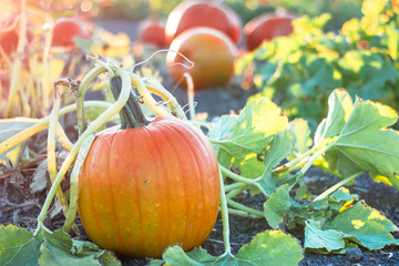 Pumkins on the vine in a garden pumpkin patch in evening golden hour light 