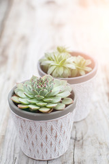 Succulents Plant White Pot Rustic Home Scandinavian Decoration Selective Focus