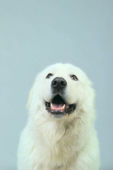 Cropped Shot of a White Dog Looking Up. White Dog Close-Up.

