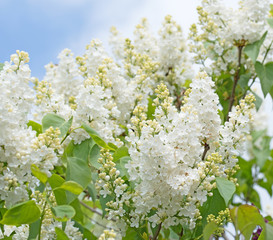 Weißer Flieder, Syringa