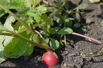 Radish in the garden