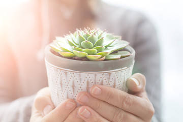Succulents Plant White Pot Rustic Home Scandinavian Decoration Selective Focus