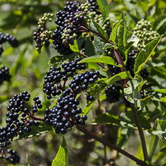 Fructus ebuli of Danewort thicket, poisonous bush or Sambucus ebulus, Zavet town, Bulgaria  