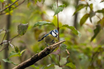 Blue tit (Cyanistes caeruleus)