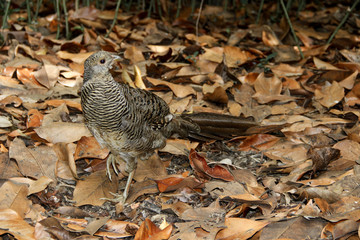 Female common pheasant (Phasianus colchicus) on the ground covered in dry leaves