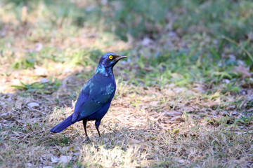 Cape Glossy Starling