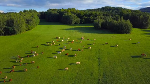 Aerial view of cows on pasture in Novohradske mountains (Novohradske hory). Cattle herd from above. Drone flight over countryside. South Bohemia in Czech republic, European union.