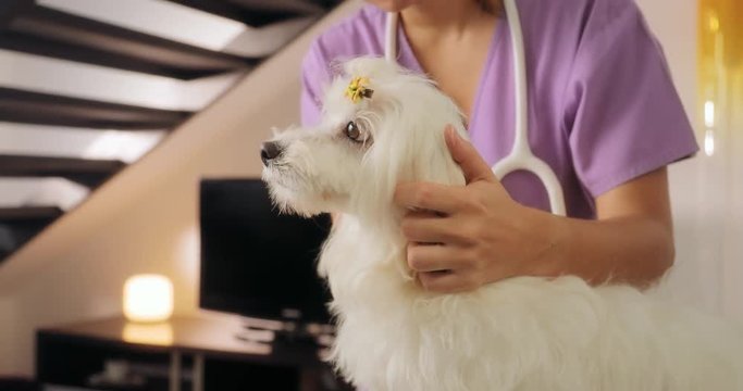 Mobile Veterinary Clinic Vet Checking Dog For Fleas Ticks