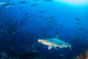 Hammerhead Shark