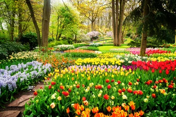 Keuken spatwand met foto Kleurrijke tulpen bloemperken en pad in een lente formele tuin, retro getint © neirfy