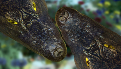 crocodile male and female