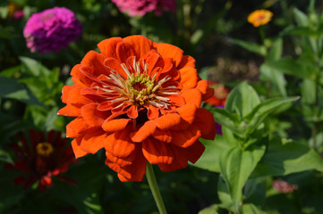Zinnia flower