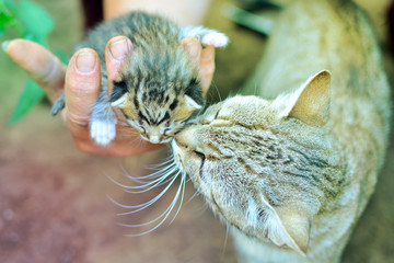 Cat kisses it's newborn daughter in my father's hand.